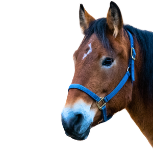 A brown horse's head with a black mane, an irregular star on his forehead, and blue halter.